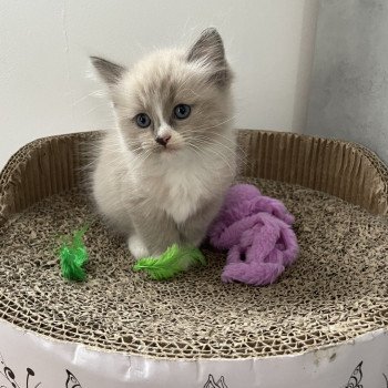 chaton Ragdoll blue mink mitted Yuka vert Les Ragdolls de la Croisette chaton Ragdoll blue mink mitted Yuka vert Les Ragdolls de la Croisette