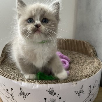 chaton Ragdoll blue mink mitted Yuka vert Les Ragdolls de la Croisette chaton Ragdoll blue mink mitted Yuka vert Les Ragdolls de la Croisette