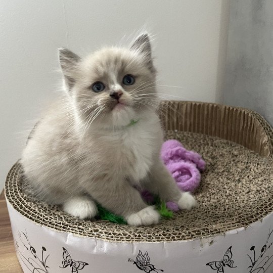 chaton Ragdoll blue mink mitted Yuka vert Les Ragdolls de la Croisette