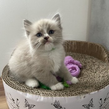 chaton Ragdoll blue mink mitted Yuka vert Les Ragdolls de la Croisette chaton Ragdoll blue mink mitted Yuka vert Les Ragdolls de la Croisette