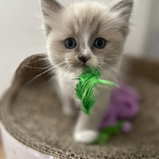 chaton Ragdoll blue mink mitted Yuka vert Les Ragdolls de la Croisette