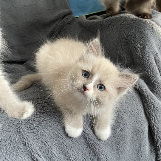 chaton Ragdoll blue mink mitted Yuka vert Les Ragdolls de la Croisette