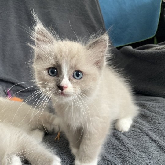 chaton Ragdoll blue mink mitted Yuka vert Les Ragdolls de la Croisette