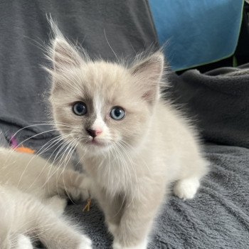 chaton Ragdoll blue mink mitted Yuka vert Les Ragdolls de la Croisette chaton Ragdoll blue mink mitted Yuka vert Les Ragdolls de la Croisette