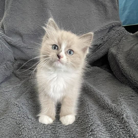 chaton Ragdoll blue mink mitted Yuka vert Les Ragdolls de la Croisette