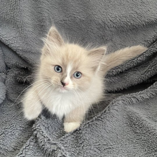 chaton Ragdoll blue mink mitted Yuka vert Les Ragdolls de la Croisette