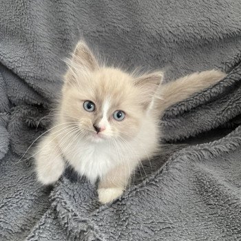 chaton Ragdoll blue mink mitted Yuka vert Les Ragdolls de la Croisette chaton Ragdoll blue mink mitted Yuka vert Les Ragdolls de la Croisette