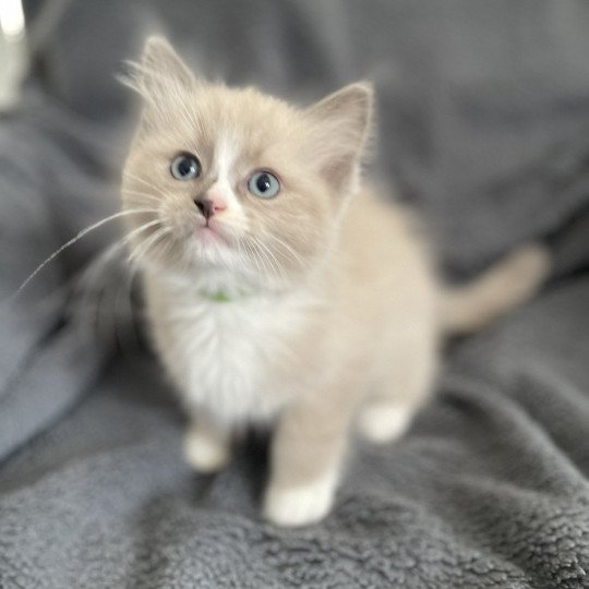chaton Ragdoll blue mink mitted Yuka vert Les Ragdolls de la Croisette