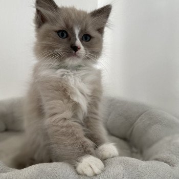 chaton Ragdoll blue mink mitted Yuka vert Les Ragdolls de la Croisette chaton Ragdoll blue mink mitted Yuka vert Les Ragdolls de la Croisette