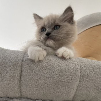 chaton Ragdoll blue mink mitted Yuka vert Les Ragdolls de la Croisette chaton Ragdoll blue mink mitted Yuka vert Les Ragdolls de la Croisette