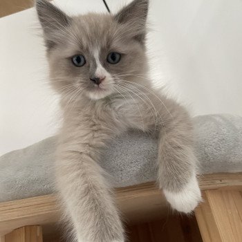 chaton Ragdoll blue mink mitted Yuka vert Les Ragdolls de la Croisette chaton Ragdoll blue mink mitted Yuka vert Les Ragdolls de la Croisette