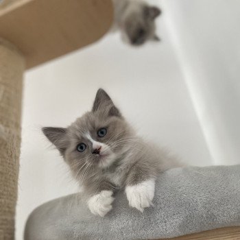 chaton Ragdoll blue mink mitted Yuka vert Les Ragdolls de la Croisette chaton Ragdoll blue mink mitted Yuka vert Les Ragdolls de la Croisette