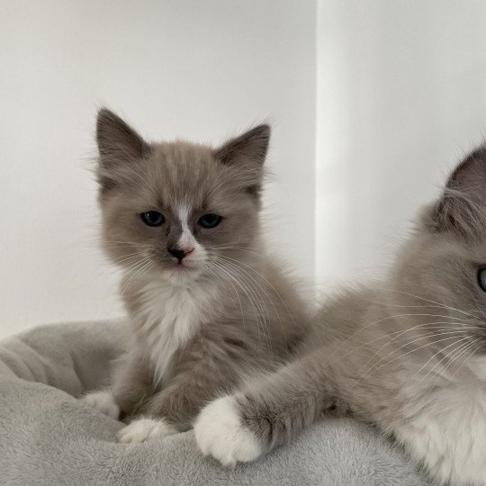 chaton Ragdoll blue mink mitted Yuka vert Les Ragdolls de la Croisette
