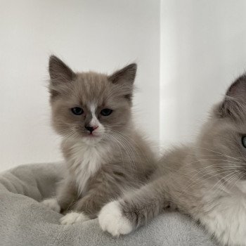 chaton Ragdoll blue mink mitted Yuka vert Les Ragdolls de la Croisette chaton Ragdoll blue mink mitted Yuka vert Les Ragdolls de la Croisette