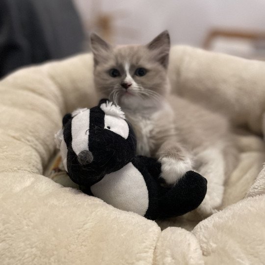 chaton Ragdoll blue mink mitted Yuka vert Les Ragdolls de la Croisette
