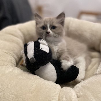 chaton Ragdoll blue mink mitted Yuka vert Les Ragdolls de la Croisette chaton Ragdoll blue mink mitted Yuka vert Les Ragdolls de la Croisette