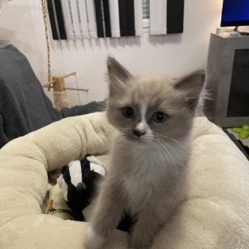 chaton Ragdoll blue mink mitted Yuka vert Les Ragdolls de la Croisette chaton Ragdoll blue mink mitted Yuka vert Les Ragdolls de la Croisette