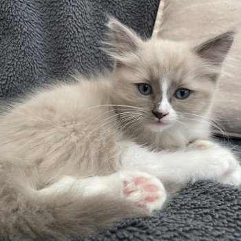 chaton Ragdoll blue mink mitted Yuka vert Les Ragdolls de la Croisette chaton Ragdoll blue mink mitted Yuka vert Les Ragdolls de la Croisette