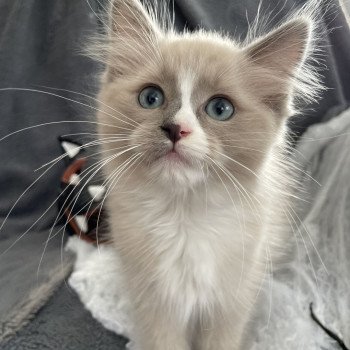 chaton Ragdoll blue mink mitted Yuka vert Les Ragdolls de la Croisette chaton Ragdoll blue mink mitted Yuka vert Les Ragdolls de la Croisette
