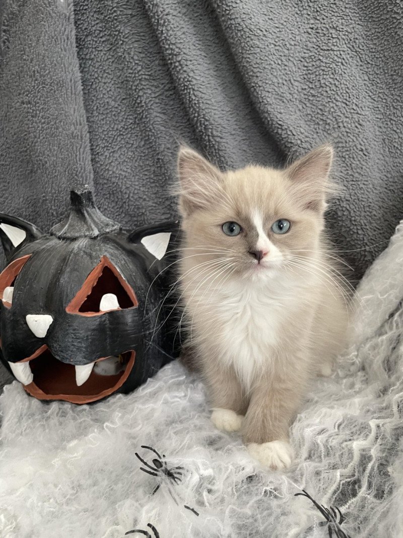 Yuka De La Croisette Femelle Ragdoll