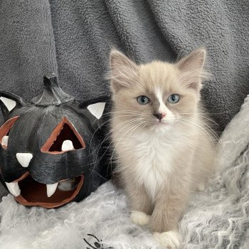 chaton Ragdoll blue mink mitted Yuka vert Les Ragdolls de la Croisette chaton Ragdoll blue mink mitted Yuka vert Les Ragdolls de la Croisette