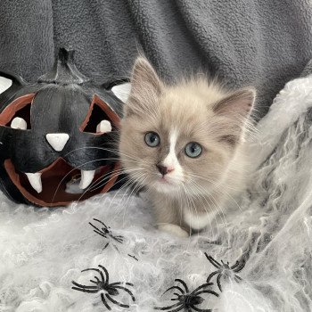 chaton Ragdoll blue mink mitted Yuka vert Les Ragdolls de la Croisette chaton Ragdoll blue mink mitted Yuka vert Les Ragdolls de la Croisette