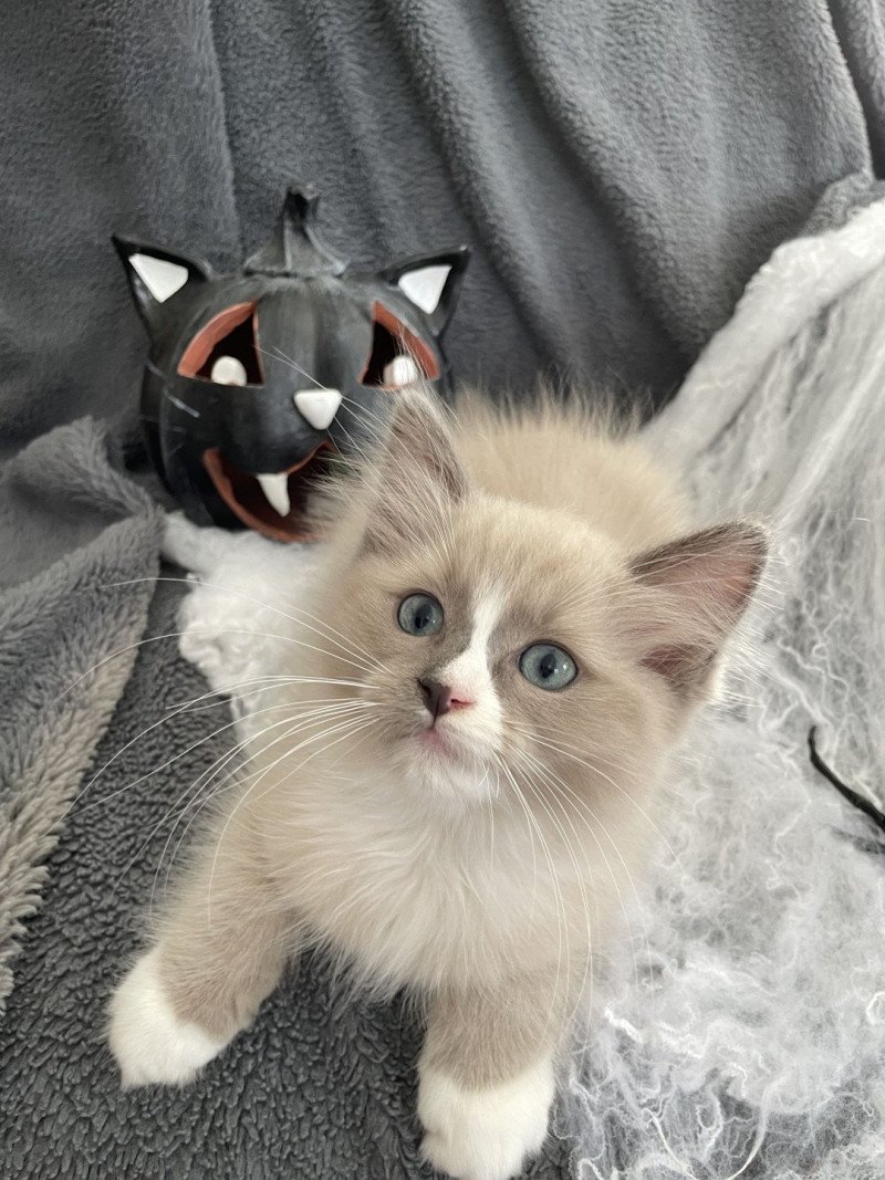Yuka De La Croisette Femelle Ragdoll