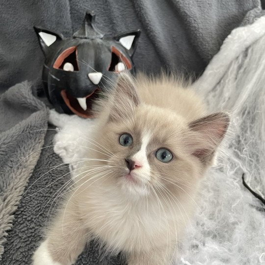Yuka De La Croisette Femelle Ragdoll
