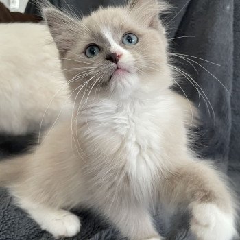 chaton Ragdoll blue mink mitted Yuka vert Les Ragdolls de la Croisette chaton Ragdoll blue mink mitted Yuka vert Les Ragdolls de la Croisette
