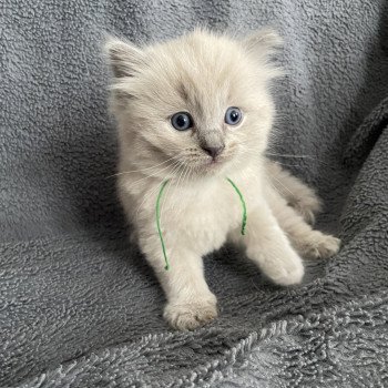 chaton Ragdoll vert Les Ragdolls de la Croisette chaton Ragdoll vert Les Ragdolls de la Croisette