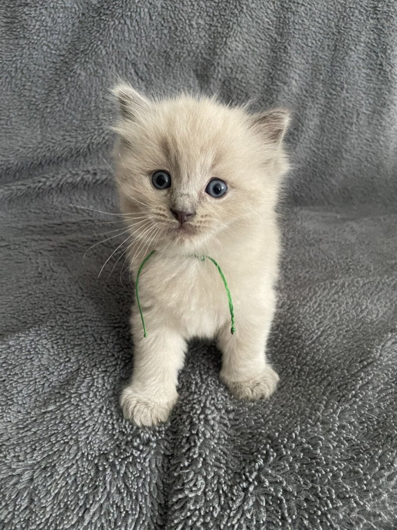 vert De La Croisette Mâle Ragdoll