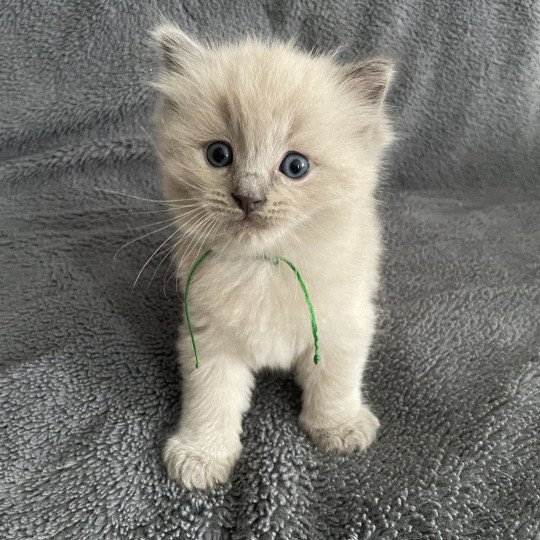 chaton Ragdoll vert Les Ragdolls de la Croisette