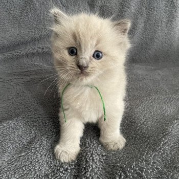 chaton Ragdoll vert Les Ragdolls de la Croisette chaton Ragdoll vert Les Ragdolls de la Croisette