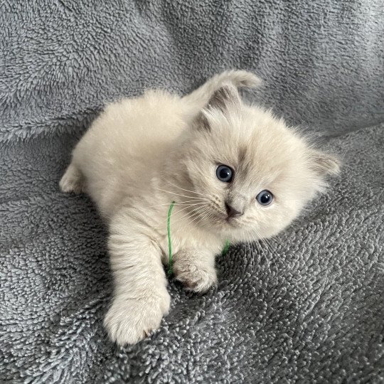 chaton Ragdoll vert Les Ragdolls de la Croisette