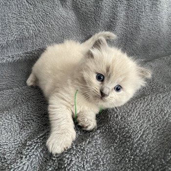 chaton Ragdoll vert Les Ragdolls de la Croisette chaton Ragdoll vert Les Ragdolls de la Croisette