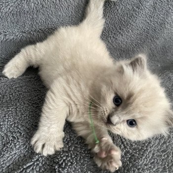 chaton Ragdoll vert Les Ragdolls de la Croisette chaton Ragdoll vert Les Ragdolls de la Croisette