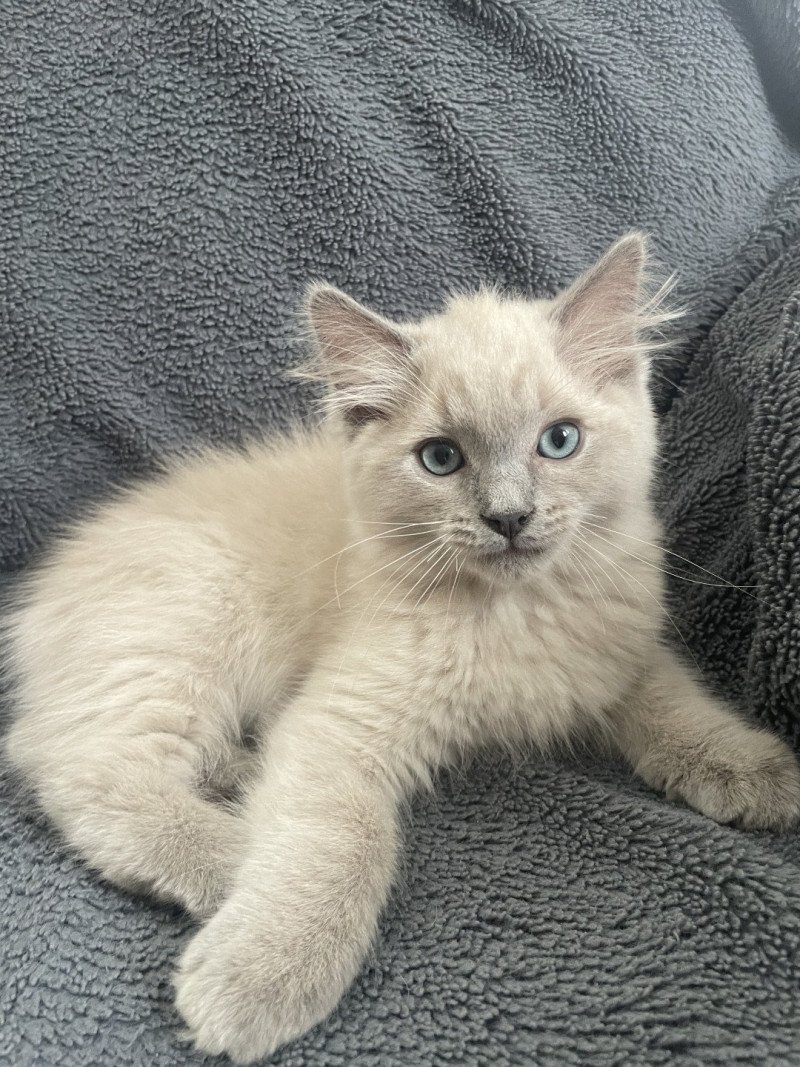 Atarax De La Croisette Mâle Ragdoll