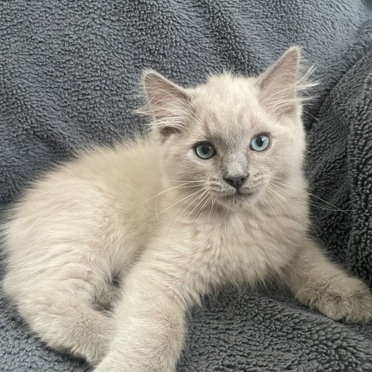 Atarax De La Croisette Mâle Ragdoll
