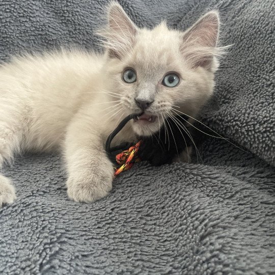 chaton Ragdoll blue mink point Atarax Les Ragdolls de la Croisette