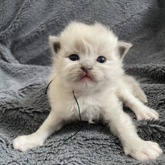 chaton Ragdoll blue mink mitted Vert Les Ragdolls de la Croisette