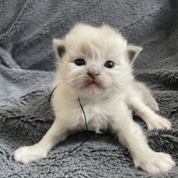 chaton Ragdoll blue mink mitted Vert Les Ragdolls de la Croisette