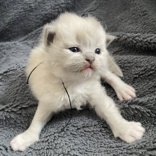 chaton Ragdoll blue mink mitted Vert Les Ragdolls de la Croisette