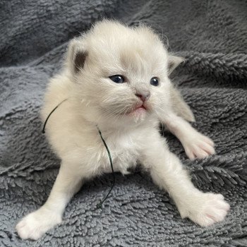 chaton Ragdoll blue mink mitted Vert Les Ragdolls de la Croisette