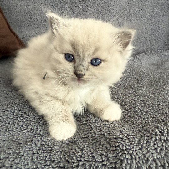 chaton Ragdoll blue mink mitted Vert Les Ragdolls de la Croisette