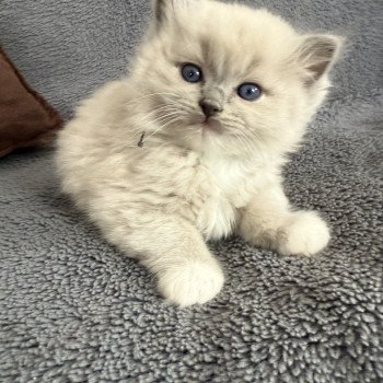 chaton Ragdoll blue mink mitted Vert Les Ragdolls de la Croisette chaton Ragdoll blue mink mitted Vert Les Ragdolls de la Croisette