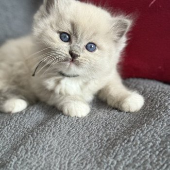 chaton Ragdoll blue mink mitted Vert Les Ragdolls de la Croisette chaton Ragdoll blue mink mitted Vert Les Ragdolls de la Croisette