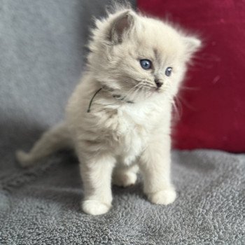 chaton Ragdoll blue mink mitted Vert Les Ragdolls de la Croisette chaton Ragdoll blue mink mitted Vert Les Ragdolls de la Croisette