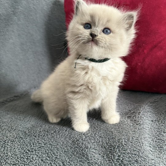 chaton Ragdoll blue mink mitted Vert Les Ragdolls de la Croisette