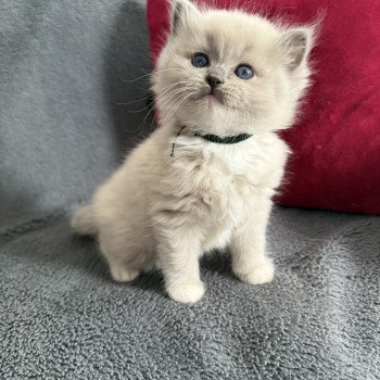 chaton Ragdoll blue mink mitted Vert Les Ragdolls de la Croisette chaton Ragdoll blue mink mitted Vert Les Ragdolls de la Croisette