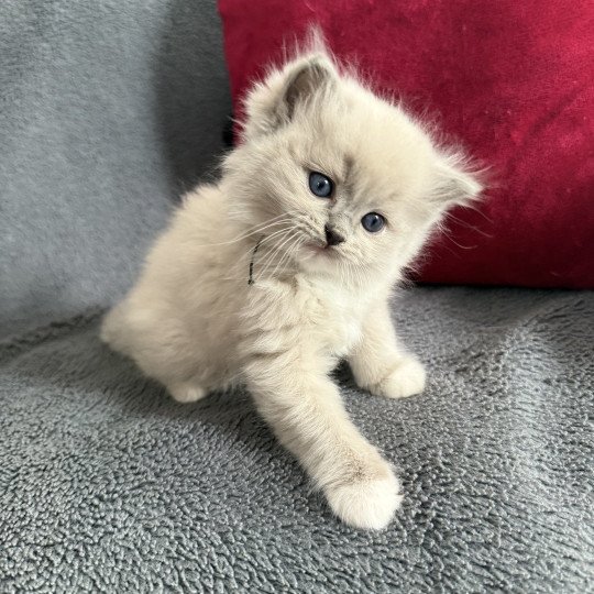 Vert De La Croisette Mâle Ragdoll